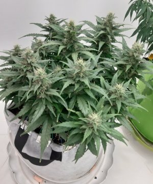 20230817_155125.jpg 20230817_155125.jpg