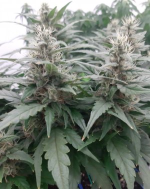 20230817_155206.jpg 20230817_155206.jpg