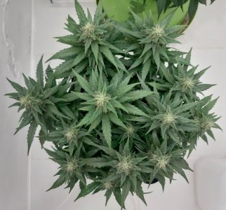 20230817_155144.jpg 20230817_155144.jpg