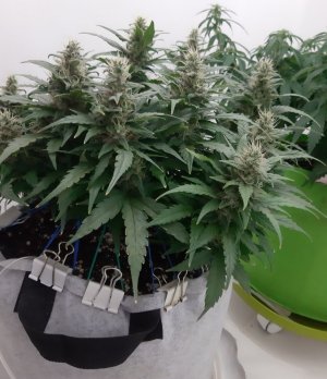 20230817_155348.jpg 20230817_155348.jpg