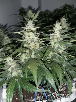 20230817_155308.jpg 20230817_155308.jpg