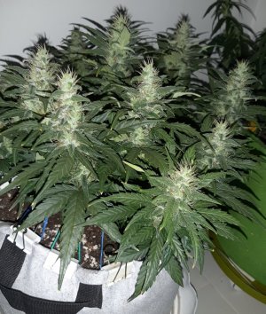 20230817_155254.jpg 20230817_155254.jpg