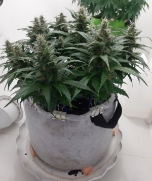 20230817_155629.jpg 20230817_155629.jpg