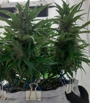 20230817_155611.jpg 20230817_155611.jpg