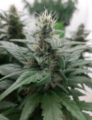 20230817_155513.jpg 20230817_155513.jpg