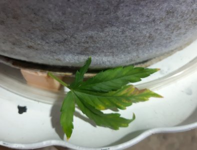 20230706_214343.jpg 20230706_214343.jpg