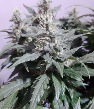 20230819_150216.jpg 20230819_150216.jpg