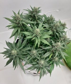 20230819_150407.jpg 20230819_150407.jpg