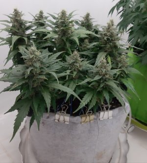 20230819_150523.jpg 20230819_150523.jpg