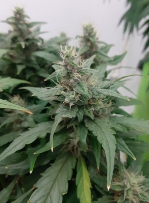 20230819_150350.jpg 20230819_150350.jpg