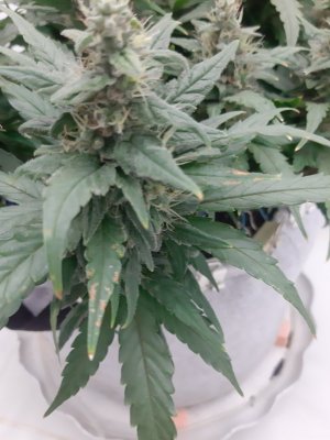 20230819_150444.jpg 20230819_150444.jpg