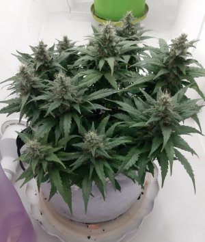 20230819_150726.jpg 20230819_150726.jpg