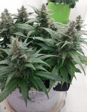 20230819_150629.jpg 20230819_150629.jpg