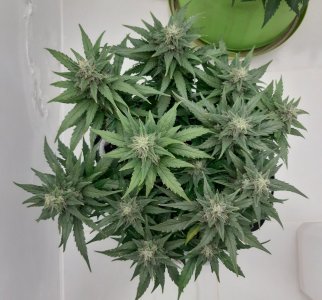 20230819_151136.jpg 20230819_151136.jpg