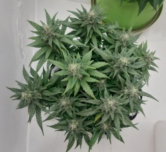 20230819_151050.jpg 20230819_151050.jpg