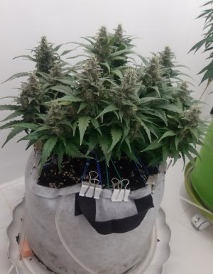 20230819_151037.jpg 20230819_151037.jpg