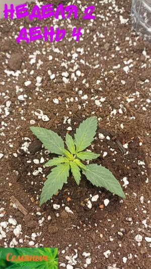 Picsart_23-08-17_08-03-29-388.jpg Picsart_23-08-17_08-03-29-388.jpg