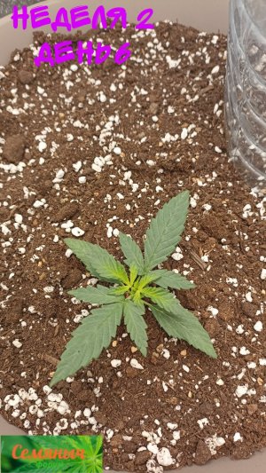 Picsart_23-08-19_07-25-41-575.jpg Picsart_23-08-19_07-25-41-575.jpg