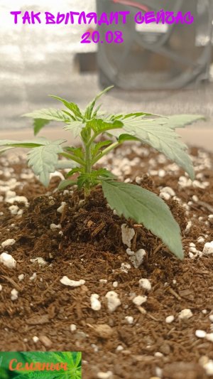 Picsart_23-08-20_21-35-03-039.jpg Picsart_23-08-20_21-35-03-039.jpg