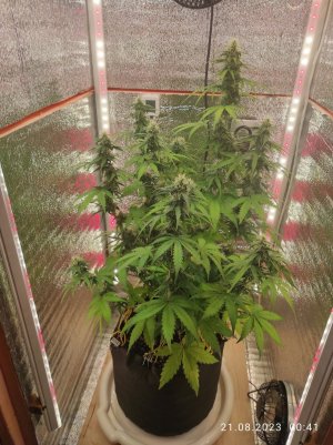 IMG_20230821_004131.jpg IMG_20230821_004131.jpg