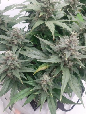 20230820_115550.jpg 20230820_115550.jpg