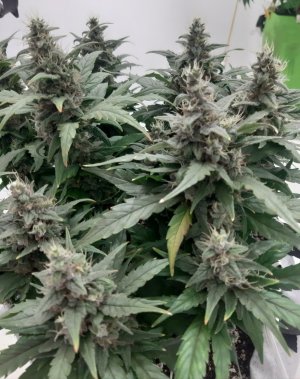 20230820_115833.jpg 20230820_115833.jpg