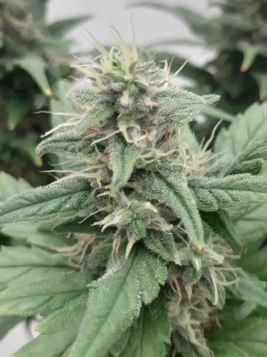 20230820_115744.jpg 20230820_115744.jpg