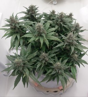 20230820_120211.jpg 20230820_120211.jpg