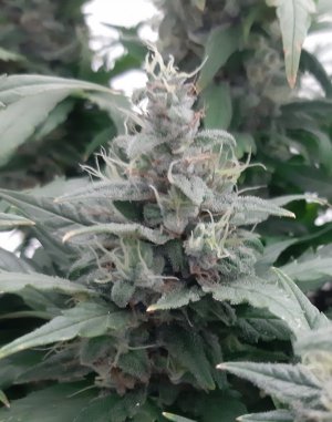 20230820_120041.jpg 20230820_120041.jpg