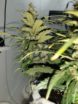 20230820_120117.jpg 20230820_120117.jpg