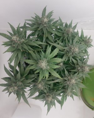 20230820_120251.jpg 20230820_120251.jpg