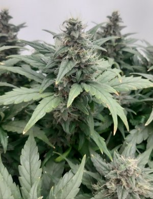 20230820_120316.jpg 20230820_120316.jpg