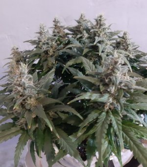 20230820_120533.jpg 20230820_120533.jpg