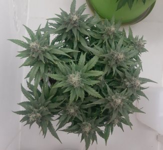 20230820_120819.jpg 20230820_120819.jpg