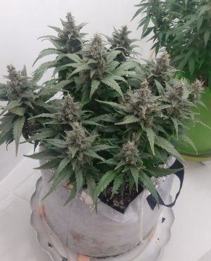 20230820_120938.jpg 20230820_120938.jpg