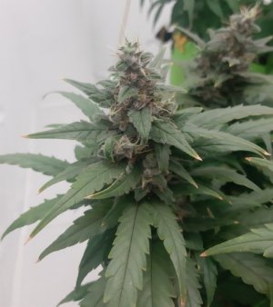 20230820_120840.jpg 20230820_120840.jpg