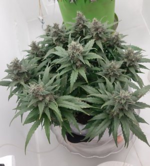 20230821_213401.jpg 20230821_213401.jpg