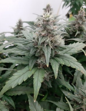 20230821_213311.jpg 20230821_213311.jpg