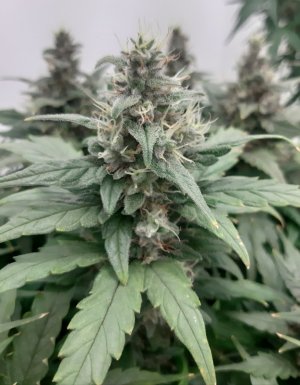 20230821_213553.jpg 20230821_213553.jpg