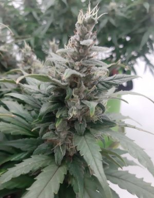 20230821_213532.jpg 20230821_213532.jpg