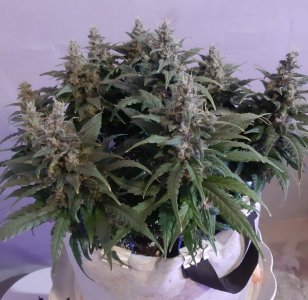 20230821_213801.jpg 20230821_213801.jpg