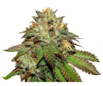 bubba kush ghs.jpg bubba kush ghs.jpg