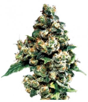Jack Herer GHS.jpg Jack Herer GHS.jpg