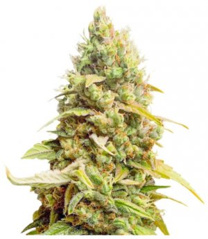 Johny Cage Auto.jpg Johny Cage Auto.jpg