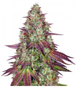 mimosa evo.jpg mimosa evo.jpg