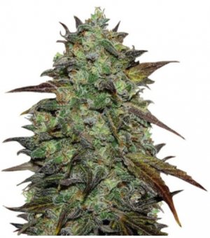 eleven roses.jpg eleven roses.jpg