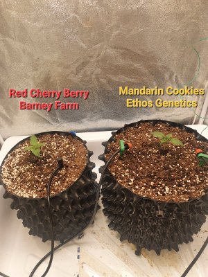 20230524_062058.jpg 20230524_062058.jpg