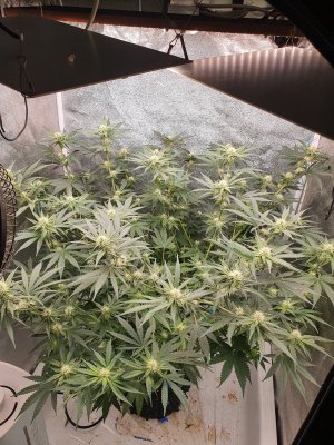 20230710_193955.jpg 20230710_193955.jpg