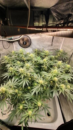 20230717_193218.jpg 20230717_193218.jpg