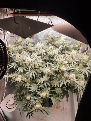 20230725_190538.jpg 20230725_190538.jpg